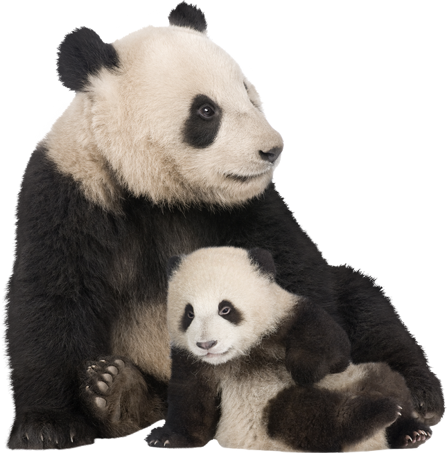 Giant Panda and Cub Cutout